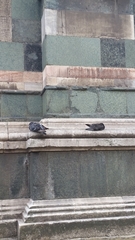 Columba livia domestica