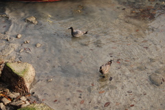 Leucophaeus fuliginosus