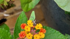 Cyanophrys herodotus