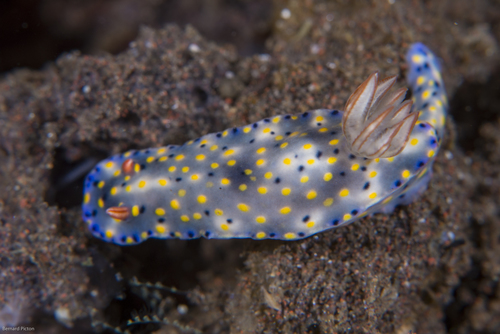 Hypselodoris roo Gosliner & R.F.Johnson, 2018