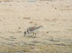 Charadrius alexandrinus
