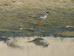 Charadrius hiaticula