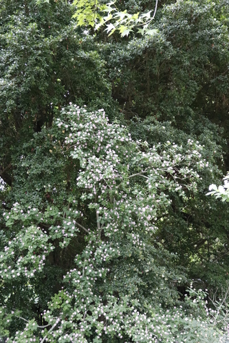 Image of Dais cotinifolia by (c) Tony Rebelo, some rights reserved (CC BY-SA)