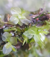 Plagiomnium undulatum