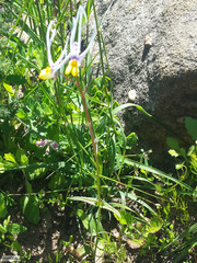 Nemesia cheiranthus