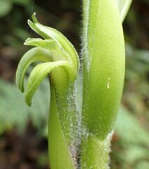 Sarcoglottis grandiflora