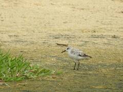 Calidris alba