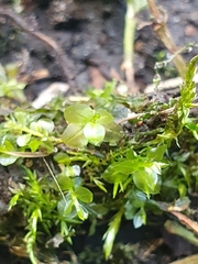 Plagiomnium undulatum