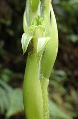 Sarcoglottis grandiflora