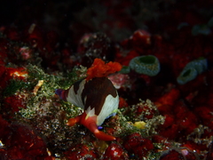 Nembrotha chamberlaini