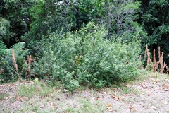 Searsia lucida lucida