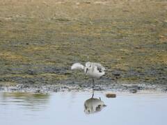 Calidris alba