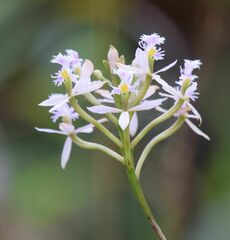 Epidendrum