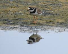 Charadrius hiaticula