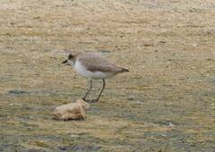 Charadrius alexandrinus