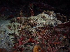 Scorpaenopsis