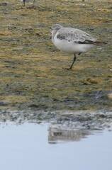 Calidris minuta