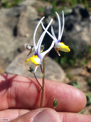 Nemesia cheiranthus