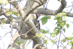 Dinopium benghalense