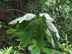 Magnolia tripetala