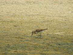 Calidris minuta