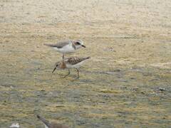 Calidris minuta