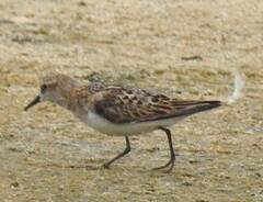 Calidris minuta