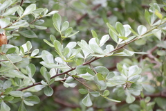 Searsia lucida lucida