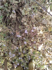 Fleischmannia pycnocephala