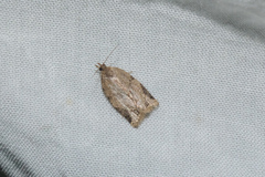 Adoxophyes privatana