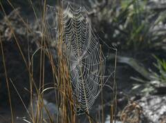 Araneae