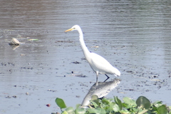 Ardea intermedia