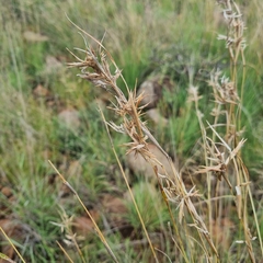 Cymbopogon pospischilii