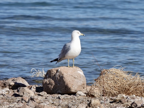 Ring-billed Gull photographed in Nevada
