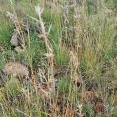 Cymbopogon pospischilii