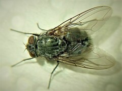 Calliphora vicina