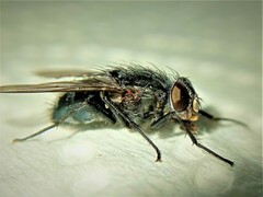 Calliphora vicina