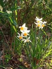 Narcissus tazetta