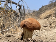 Battarrea phalloides