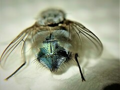 Calliphora vicina