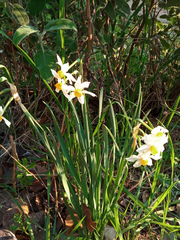 Narcissus tazetta