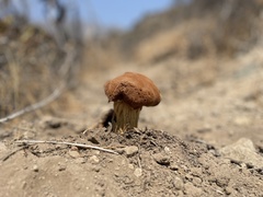 Battarrea phalloides