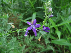 Triodanis biflora