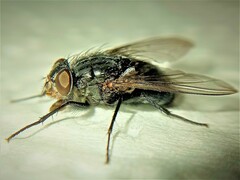 Calliphora vicina