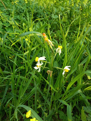 Narcissus tazetta