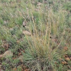 Cymbopogon pospischilii