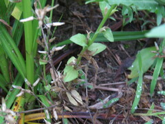 Triodanis biflora