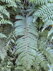 Polystichum mucronifolium