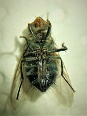 Calliphora vicina