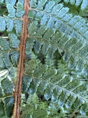 Polystichum mucronifolium